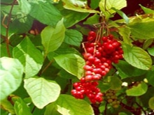 Naturopathy Canonsburg PA Schisandra Berries